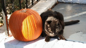 Fact or Fiction? Black Cats on Halloween – Angels Among Us Veterinary